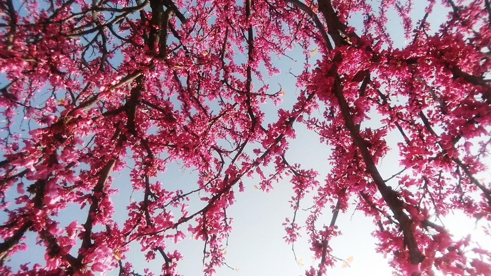 Feuerwerk zum Kirschblütenfest