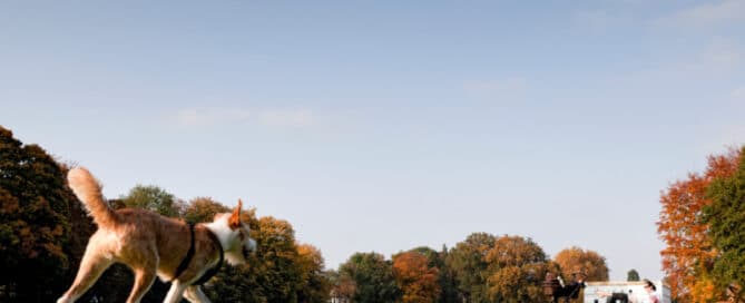 L Hamburg Jenisch Park hamburg mit hund